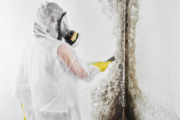Best Affordable Mold Removal  in South Boston, VA