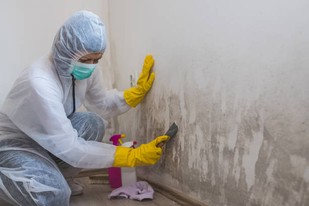 Best Toxic Mold Removal  in South Boston, VA