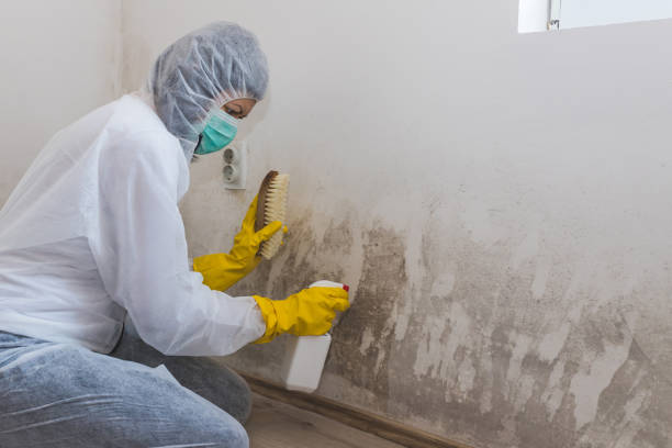  South Boston, VA Mold Removal Pros