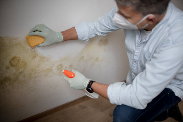 Best Black Mold Removal  in South Boston, VA