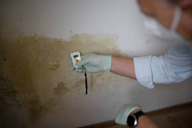 Best Certified Mold Removal  in South Boston, VA