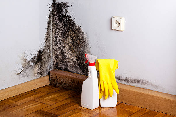 Best Mold Removal Near Me  in South Boston, VA