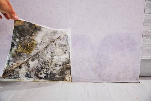 Best Fast Mold Removal  in South Boston, VA